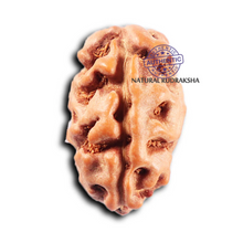 Load image into Gallery viewer, 2 Mukhi Rudraksha from Indonesia - Bead No. 244
