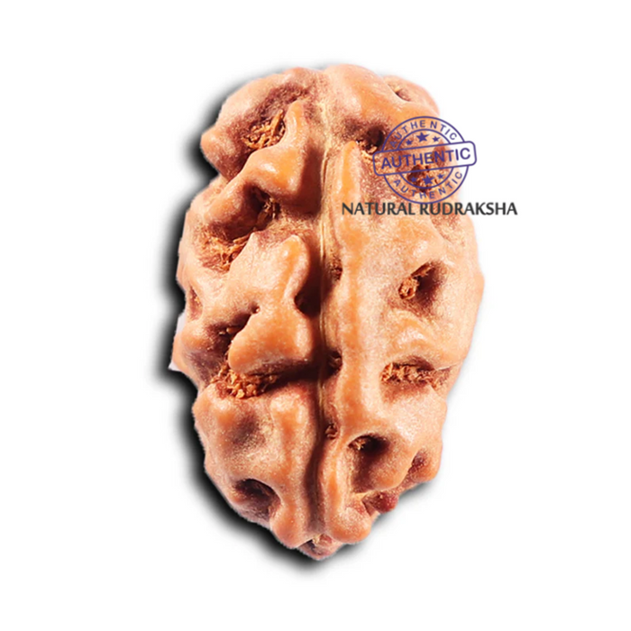 2 Mukhi Rudraksha from Indonesia - Bead No. 244