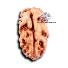 Load image into Gallery viewer, 2 Mukhi Rudraksha from Indonesia - Bead No. 245
