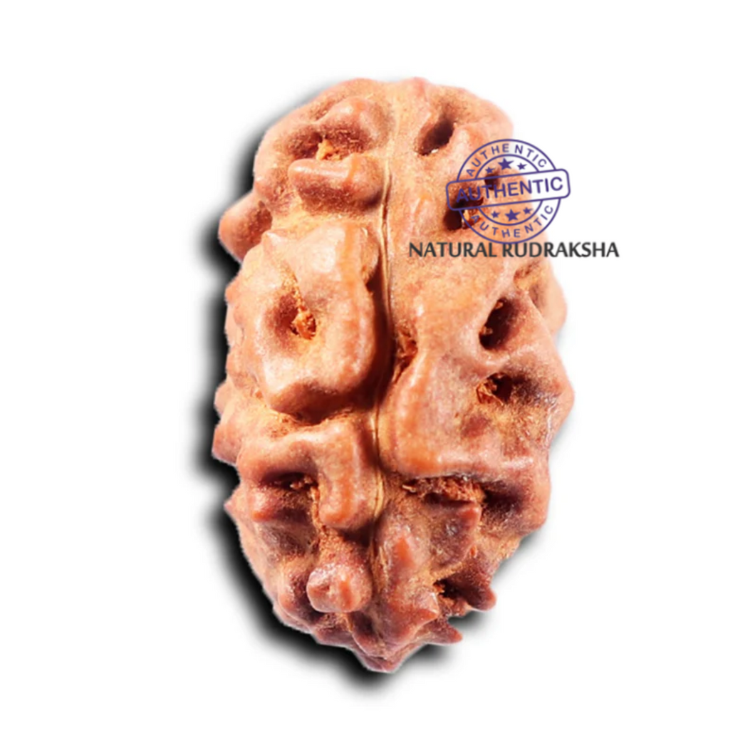 2 Mukhi Rudraksha from Indonesia - Bead No. 254