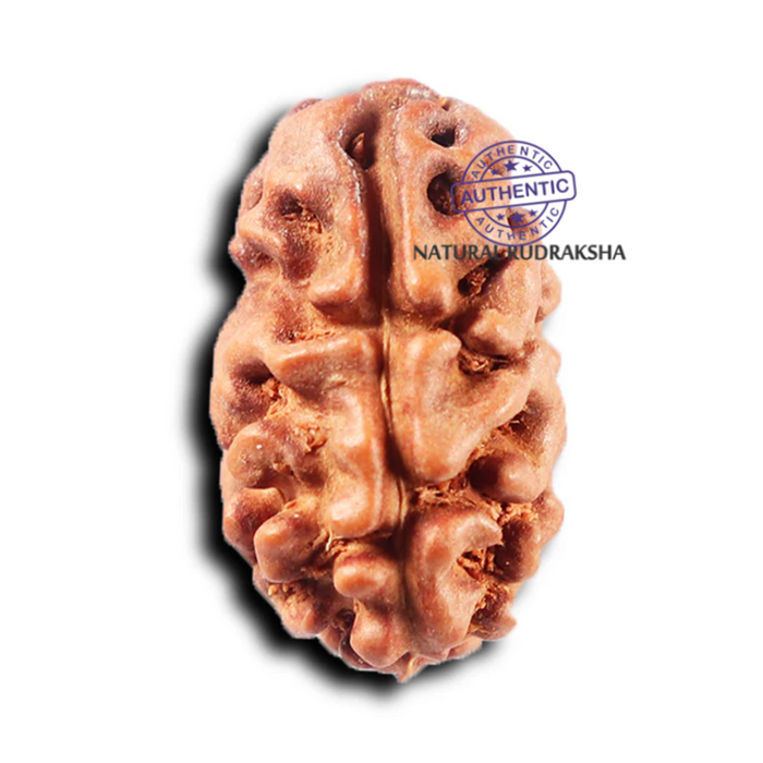 2 Mukhi Rudraksha from Indonesia - Bead No. 260