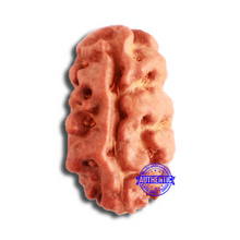 Load image into Gallery viewer, 2 Mukhi Rudraksha from Indonesia - Bead No. 150
