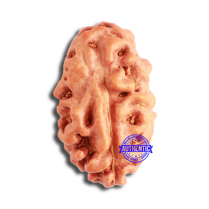 2 Mukhi Rudraksha from Indonesia - Bead No. 155