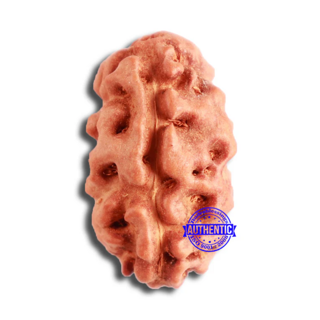 2 Mukhi Rudraksha from Indonesia - Bead No. 160