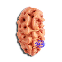 Load image into Gallery viewer, 2 Mukhi Rudraksha from Indonesia - Bead No. 163
