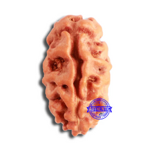 Load image into Gallery viewer, 2 Mukhi Rudraksha from Indonesia - Bead No. 169
