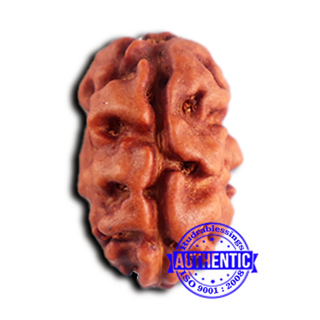 2 Mukhi Rudraksha from Indonesia - Bead No. 181