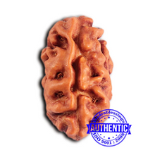 Load image into Gallery viewer, 2 Mukhi Rudraksha from Indonesia - Bead No. 183
