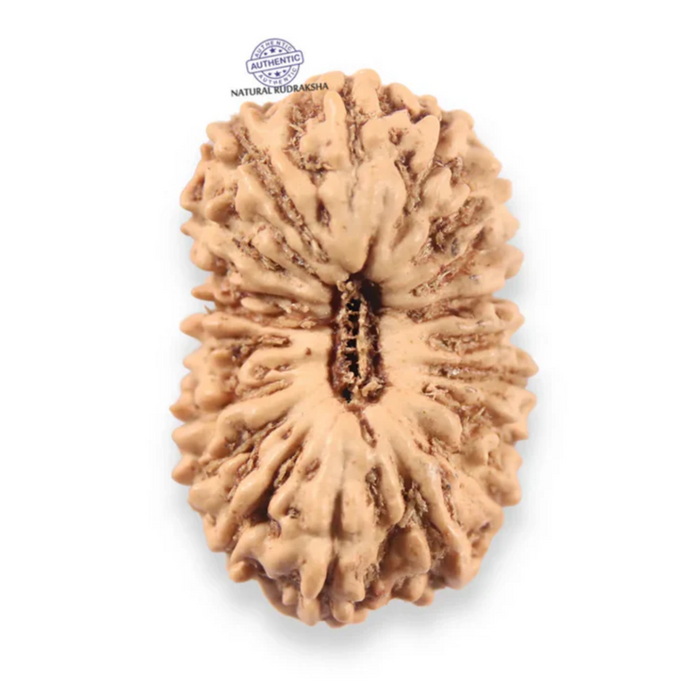 19 Mukhi Indonesian Rudraksha - Bead 158
