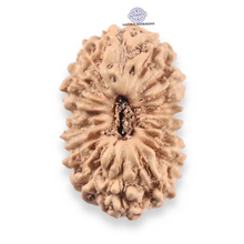 Load image into Gallery viewer, 19 Mukhi Indonesian Rudraksha - Bead 160
