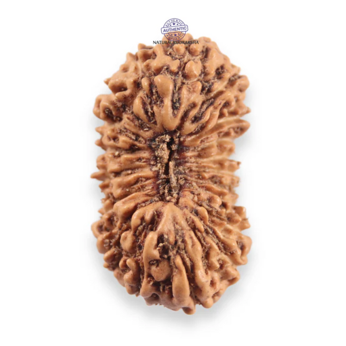 19 Mukhi Indonesian Rudraksha - Bead 162