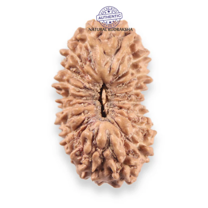 19 Mukhi Indonesian Rudraksha - Bead 163