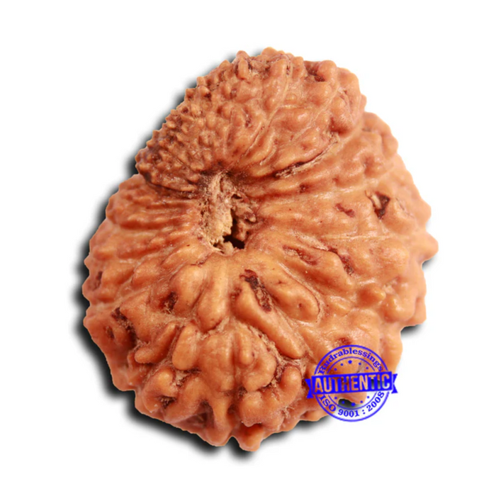 19 Mukhi Indonesian Rudraksha - Bead 110