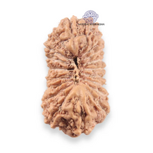 Load image into Gallery viewer, 19 Mukhi Indonesian Rudraksha - Bead 164
