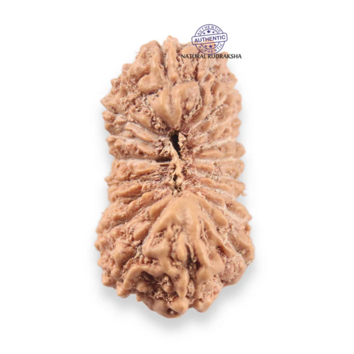 19 Mukhi Indonesian Rudraksha - Bead 164