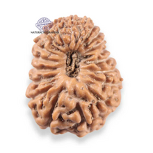 Load image into Gallery viewer, 19 Mukhi Indonesian Rudraksha - Bead 168

