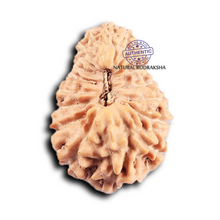Load image into Gallery viewer, 19 Mukhi Indonesian Rudraksha - Bead 131
