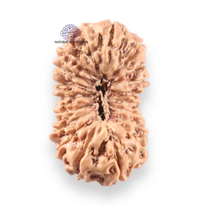 19 Mukhi Indonesian Rudraksha - Bead 169