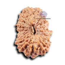 Load image into Gallery viewer, 19 Mukhi Indonesian Rudraksha - Bead 125
