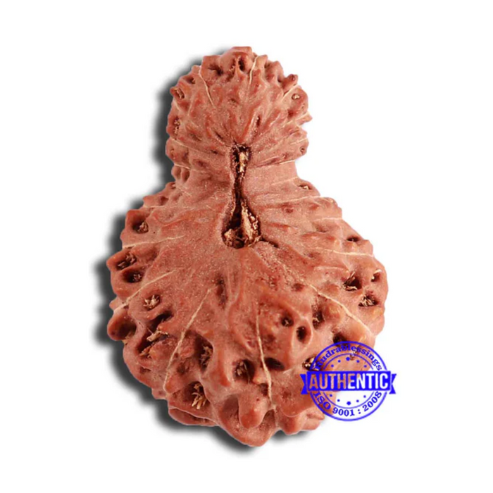 19 Mukhi Indonesian Rudraksha - Bead 106