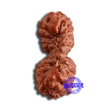 Load image into Gallery viewer, 19 Mukhi Indonesian Gaurishankar Rudraksha - Bead 103
