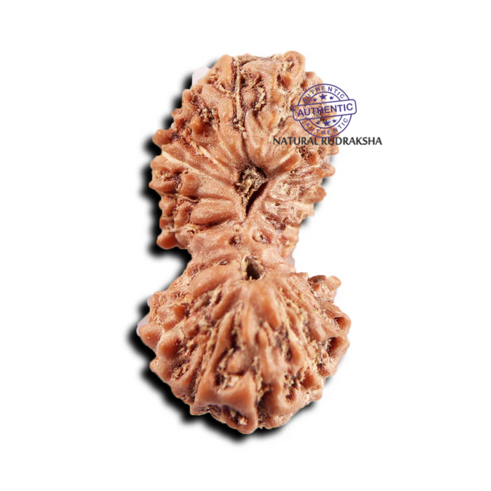 19 Mukhi Indonesian Gaurishankar Rudraksha - Bead 145