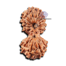 Load image into Gallery viewer, 19 Mukhi Indonesian Gaurishankar Rudraksha - Bead 146
