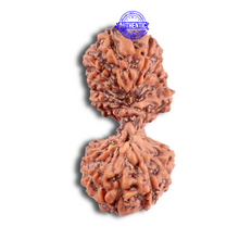 Load image into Gallery viewer, 19 Mukhi Indonesian Gaurishankar Rudraksha - Bead 90

