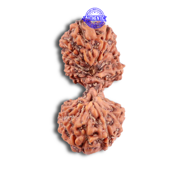 19 Mukhi Indonesian Gaurishankar Rudraksha - Bead 90