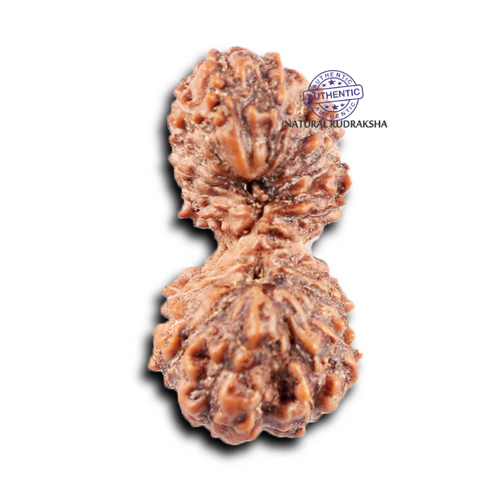 19 Mukhi Indonesian Gaurishankar Rudraksha - Bead 150