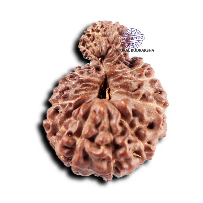 19 Mukhi Indonesian Gaurishankar Rudraksha - Bead 149