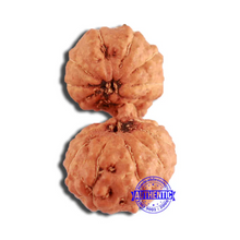 Load image into Gallery viewer, 19 Mukhi Indonesian Gaurishankar Rudraksha - Bead 108
