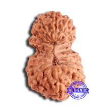Load image into Gallery viewer, 19 Mukhi Indonesian Gaurishankar Rudraksha - Bead 100

