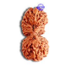 Load image into Gallery viewer, 23 Mukhi Rudraksha from Indonesia Bead No. Z
