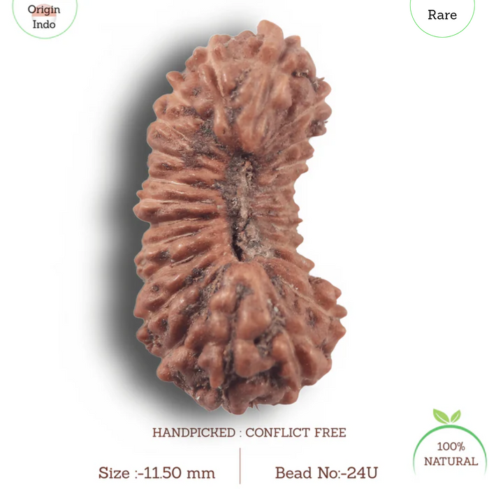 24 Mukhi Rudraksha from Indonesia