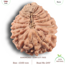 Load image into Gallery viewer, 24 Mukhi Rudraksha from Indonesia
