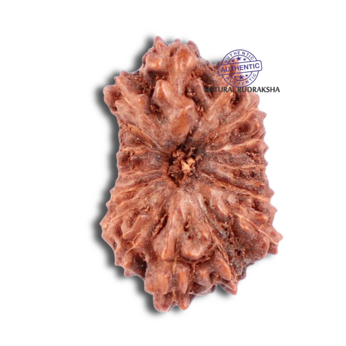 16 Mukhi Rudraksha from Indonesia - Bead No. 148