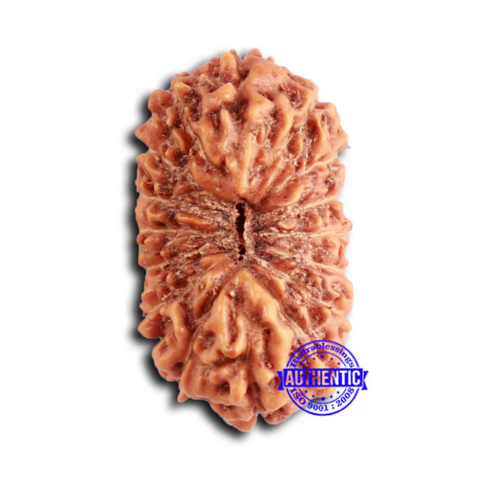 16 Mukhi Rudraksha from Indonesia - Bead No. 285