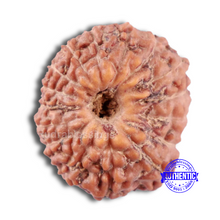 Load image into Gallery viewer, 16 Mukhi Rudraksha from Indonesia - Bead No. 3
