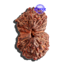 Load image into Gallery viewer, 16 Mukhi Rudraksha from Indonesia - Bead No. 225
