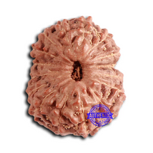 Load image into Gallery viewer, 16 Mukhi Rudraksha from Indonesia - Bead No. 279
