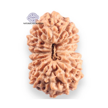 Load image into Gallery viewer, 16 Mukhi Rudraksha from Indonesia - Bead No. 336
