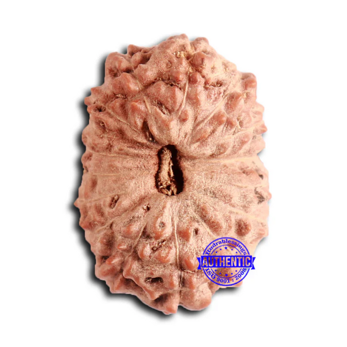 16 Mukhi Rudraksha from Indonesia - Bead No. 280