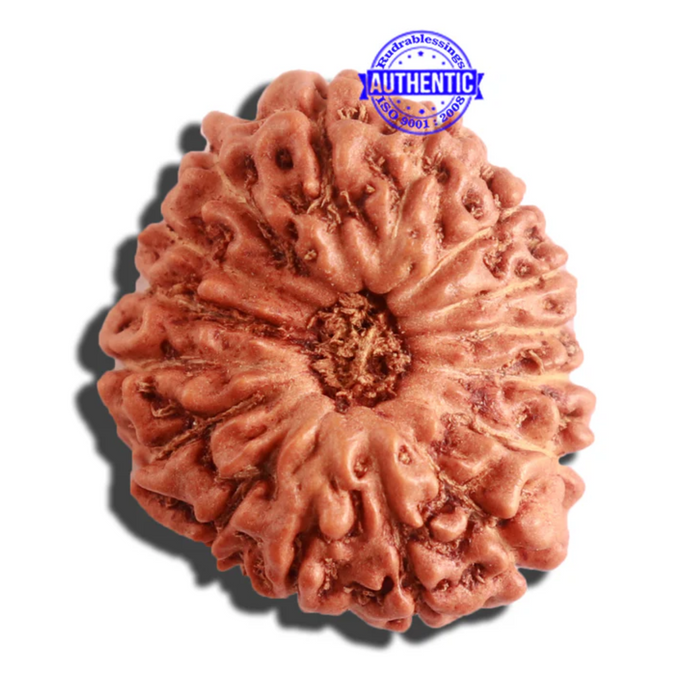 16 Mukhi Rudraksha from Indonesia - Bead No. 221
