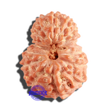 Load image into Gallery viewer, 16 Mukhi Rudraksha from Indonesia - Bead No. 211

