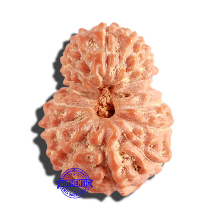 16 Mukhi Rudraksha from Indonesia - Bead No. 211