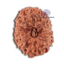 Load image into Gallery viewer, 16 Mukhi Rudraksha from Indonesia - Bead No. 135
