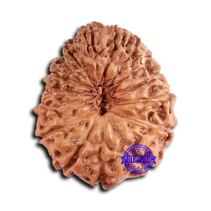 16 Mukhi Rudraksha from Indonesia - Bead No. 276