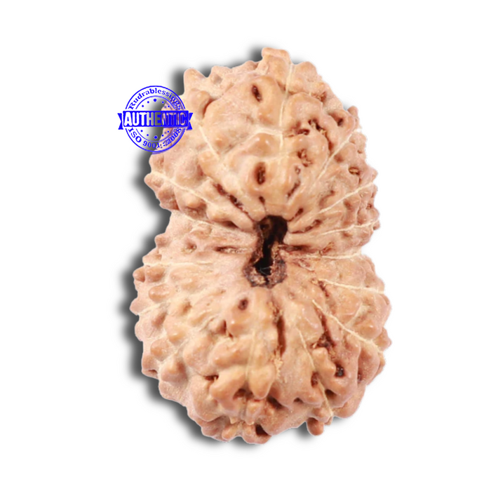 16 Mukhi Rudraksha from Indonesia - Bead No. 56