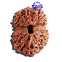 Load image into Gallery viewer, 16 Mukhi Rudraksha from Indonesia - Bead No. 220
